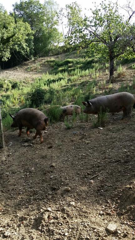 Agriturismo L'Antico Casolare Castelcivita Екстериор снимка